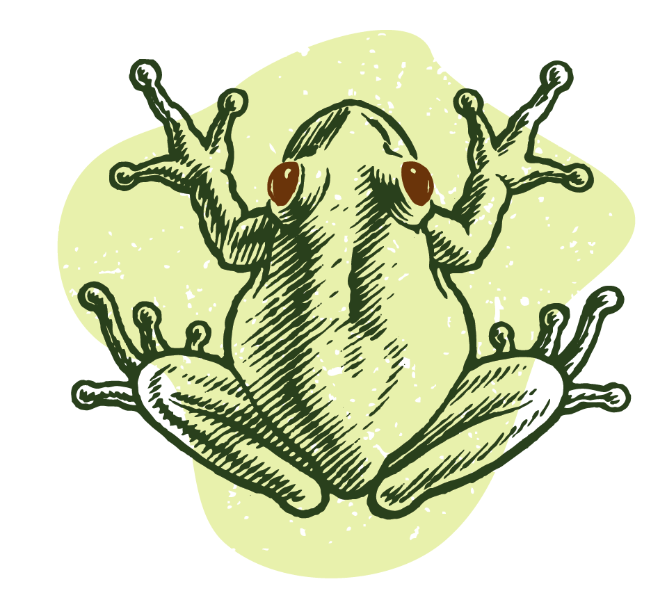 woodcut style frog illustration for an ad