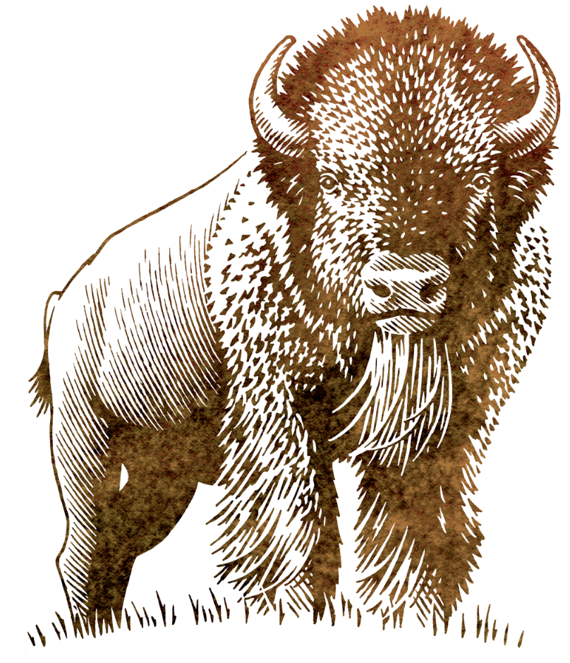 Pen and ink drawing of a buffalo for the logo of a bank