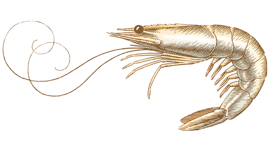 A shrimp illustration in pen and ink with watercolor for packaging