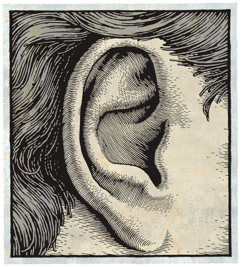 A pen and ink illustration of an ear