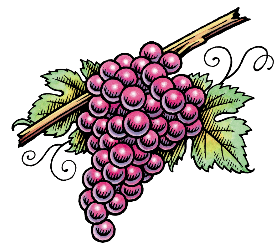 Pen & ink with watercolor of grapes for packaging.