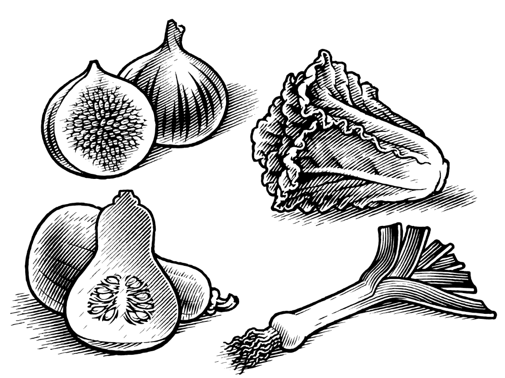 Pen & ink llustration of vegies
