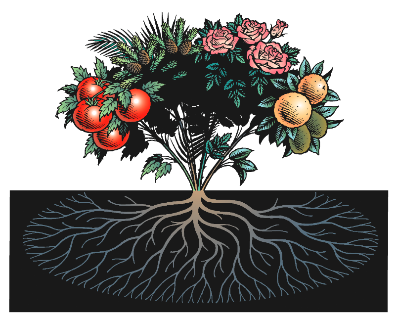 Vector art of roots and plants