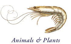 Animals & Plants; Engraving style pena and ink illustration of a shrimp for packaging