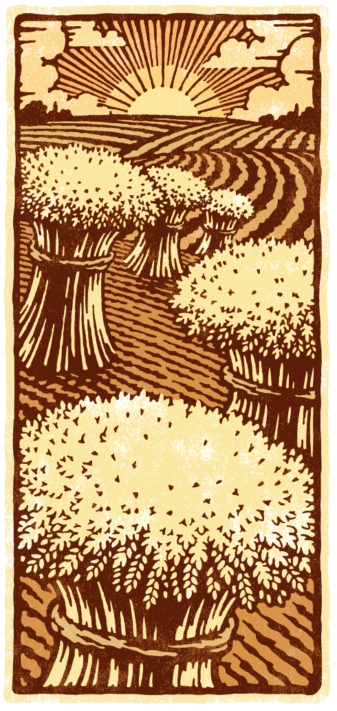 A woodcut style wheat field scene in vector art