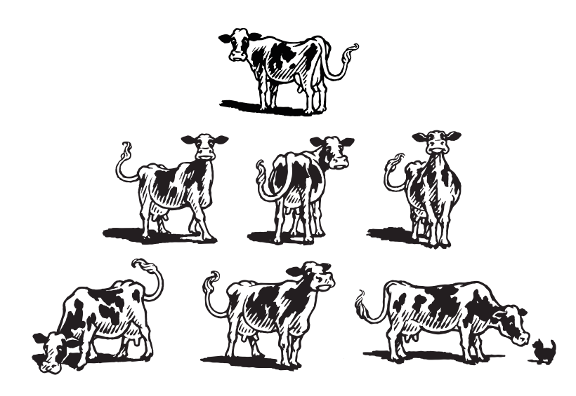 Cute pen and ink cows for a dairy product promotion