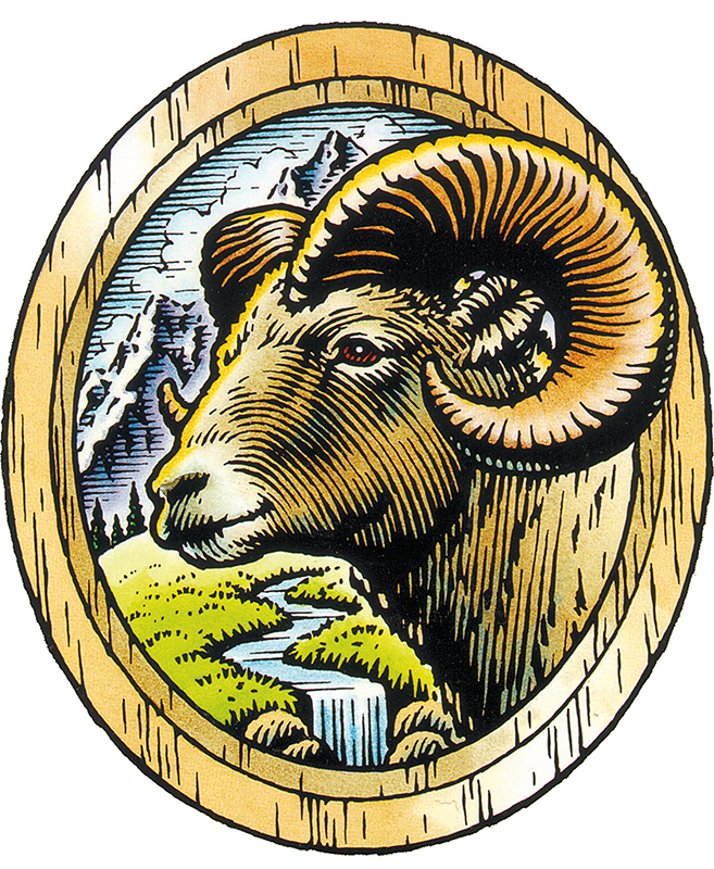 A pen and ink and watercolor illustration of a ram for a beer label